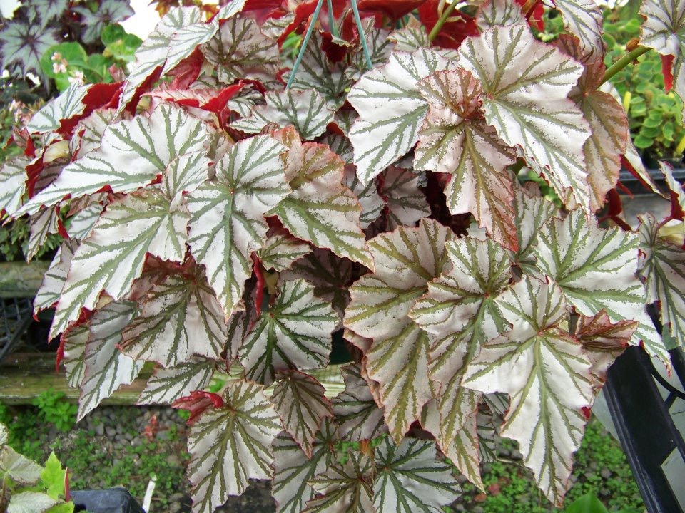 B. ‘Alice's White Rabbit’